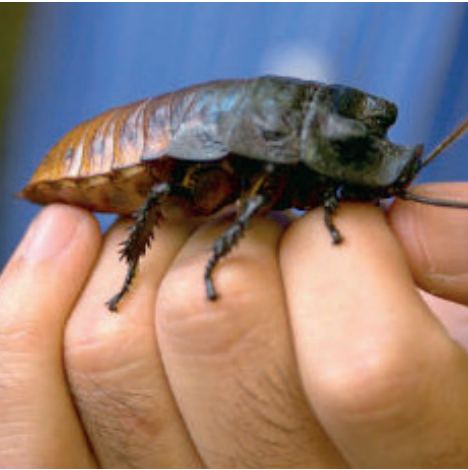 CUCARACHA